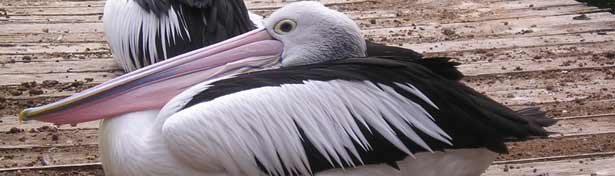 Pelicans Perth